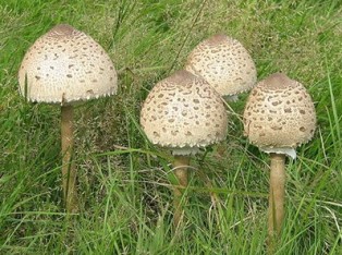 -  Macrolepiota procera 